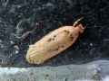 Agonopterix yeatiana